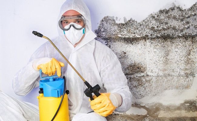 The Ultimate Guide to Mold Removal in Maine